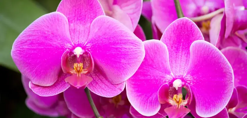 Özel Günlerde Çiçek