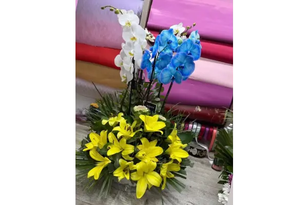 Mavi Orkide Çift Dal